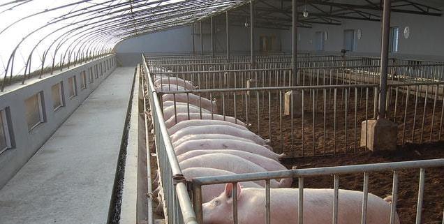 阳光猪舍内部情况的基本情况介绍