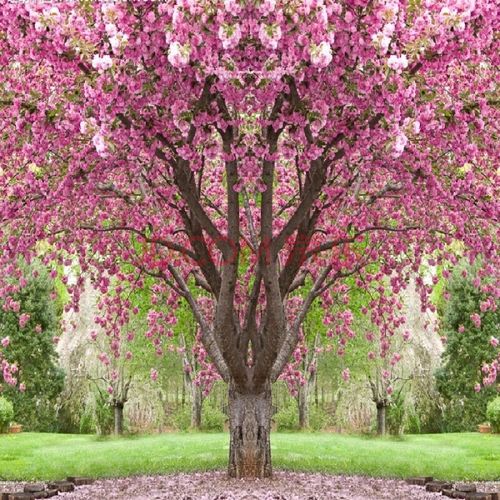 樱花小苗南北方庭院地栽盆栽花树园林植物风景树 根茎8公分粗【品种