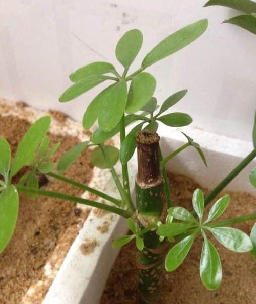 鸭掌木扦插方法太好用了,七天就能生根