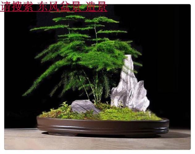 文竹盆景办工作绿植云松 文竹微观美景 丛生小文竹