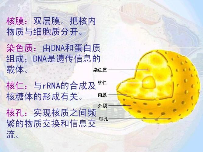 3 细胞核——系统的控制中心(2)