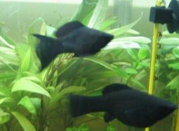 黑玛丽鱼怎么分公母?