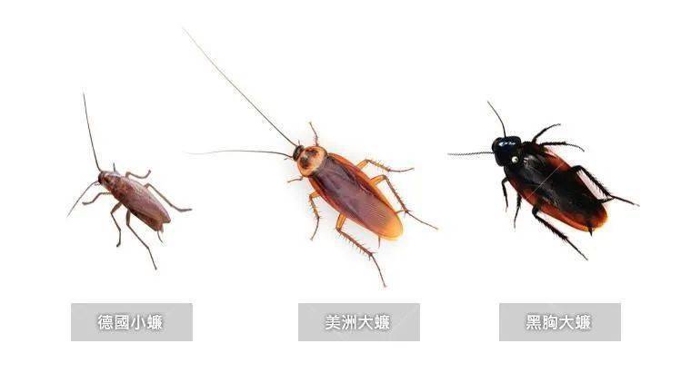 四害的防制——蟑螂