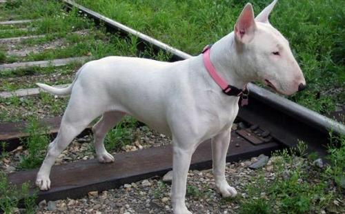 世界上最丑的狗-英国斗牛犬