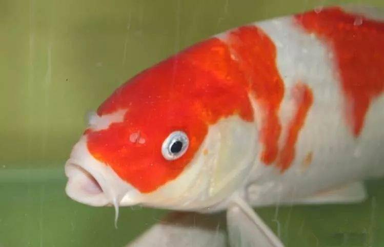 实战锦鲤白点病经验——附各过程30倍超清照片