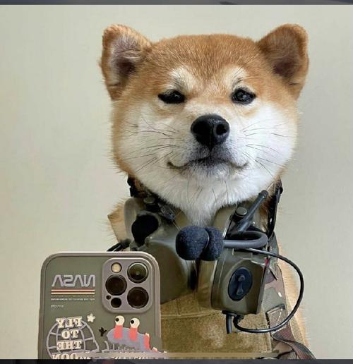 我记得之前看过一个头像和这个柴犬头像是cp头像～ 是一只拿着手机