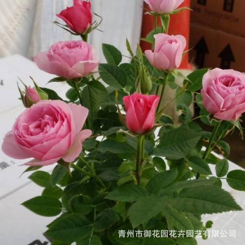 青州基地批发玫瑰花盆景 小月季玫瑰盆栽带花苞 玫瑰原盆花苞木花