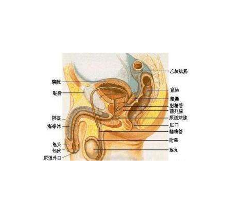 男性假性尖锐湿疣是指发生在阴茎上像珍珠一样的丘疹,在男性冠状沟