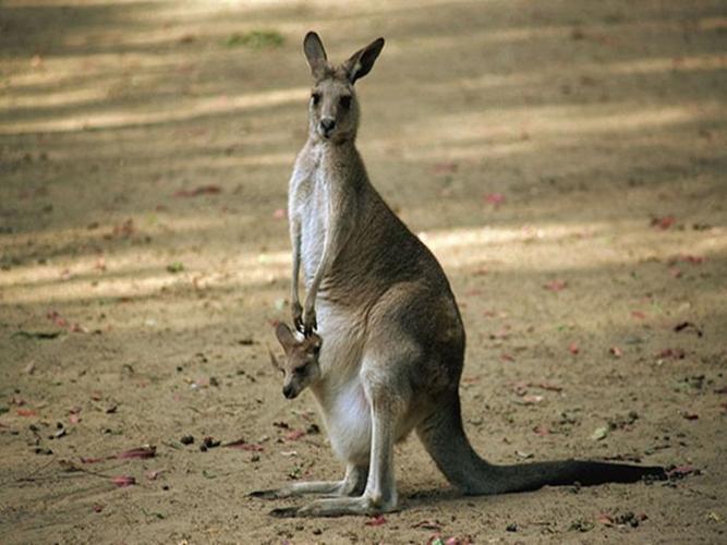 澳袋鼠,最尴尬的国宝