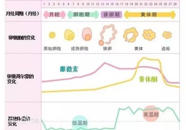 女性补气补血的要点:跟着月经周期走(实用)