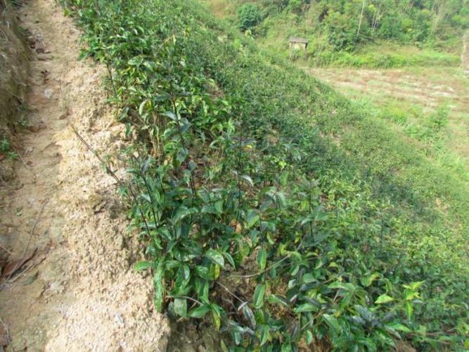 南药介绍:巴戟天