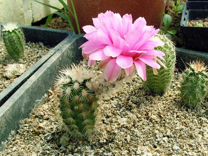 鹿角柱属 echinocereus baileyi