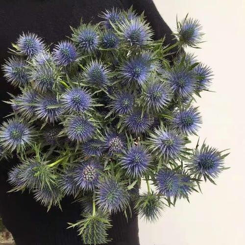 刺眼花_布风花多肉植物百科图片_培育种植_饲养繁殖_sbike