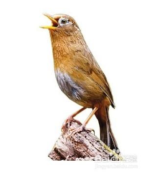 画眉鸟不鸣叫的几种原因