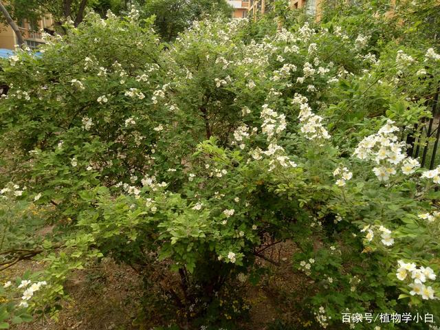 从不吝啬美丽的野蔷薇