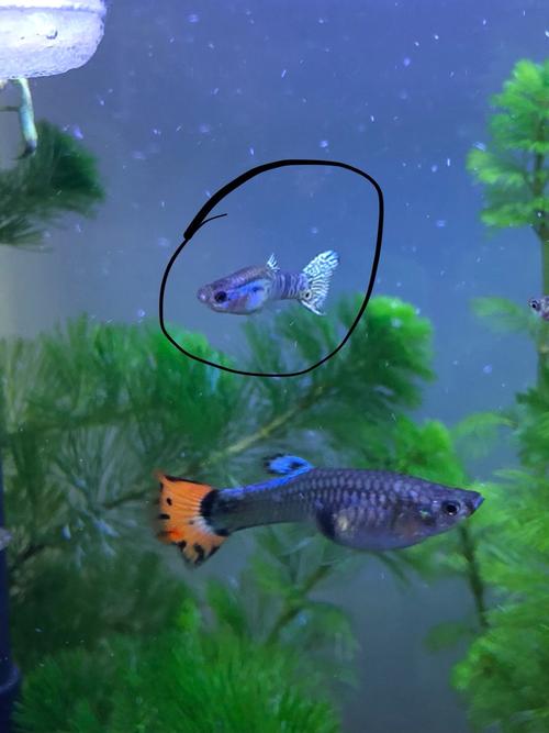 孔雀鱼白点病初期