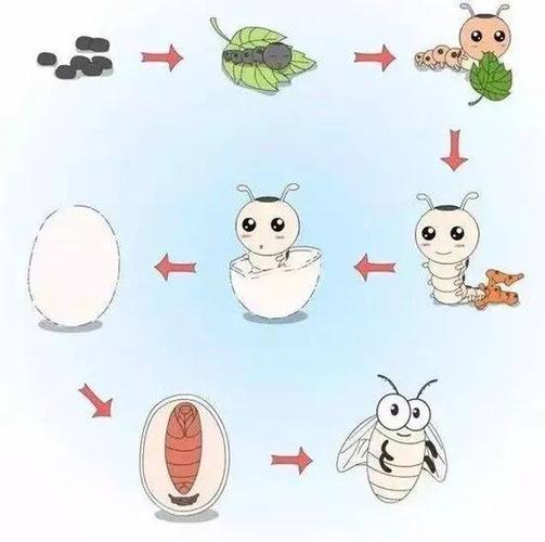 养蚕记|这一次我们理解了春蚕到死丝方尽