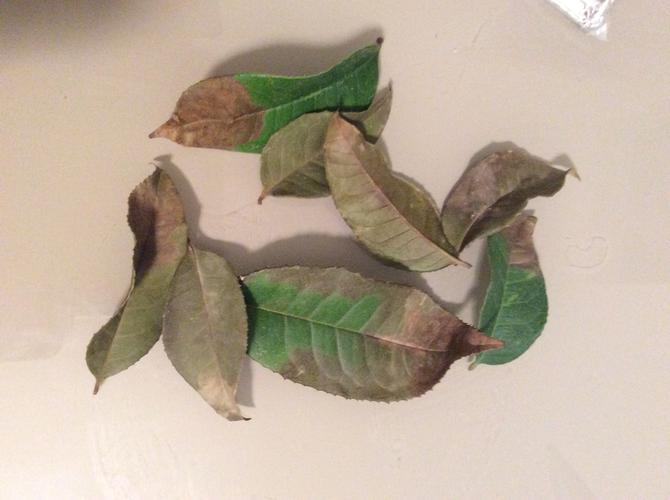 不知道是水多了,还是水少了,还是枯斑病,求助!