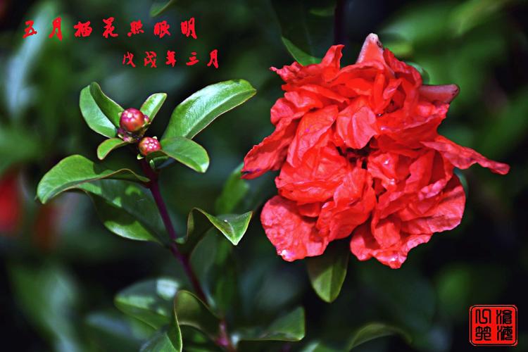 五月,石榴花开.