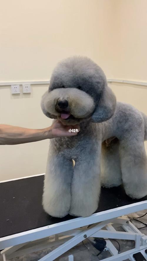 巨贵_巨型贵宾_宠物_狗_晒狗