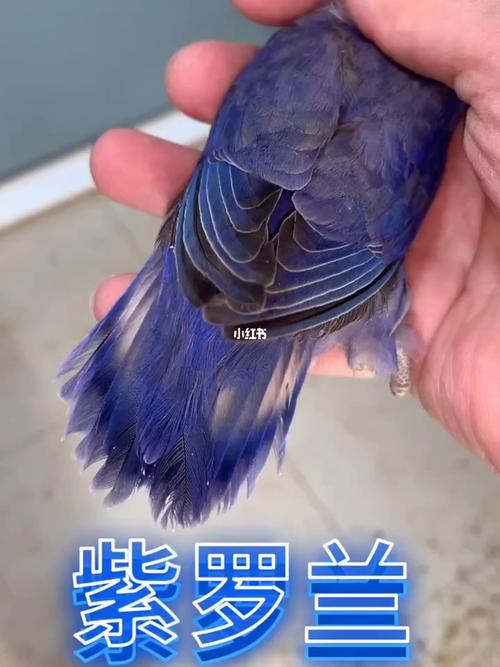 紫罗兰 特色牡丹鹦鹉_牡丹_宠物_宠物其他