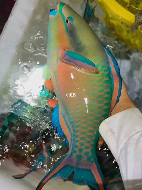 西沙群岛的鱼种有你喜欢的吗?_西沙群岛_宠物_宠物其他