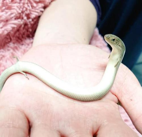 小蛇多出4只脚?此生物萌态可爱,网友:想和它握握手