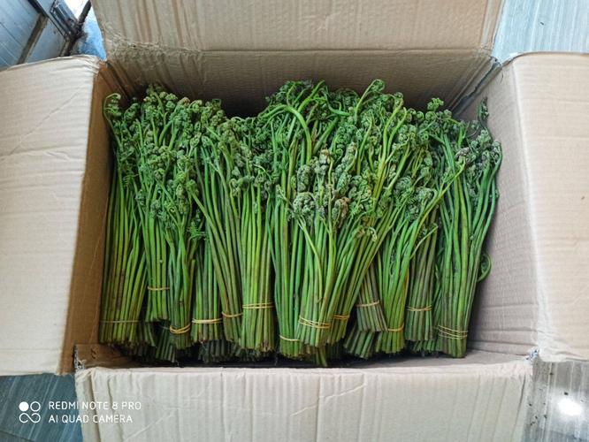 [高山蕨菜批发] 新鲜高山蕨菜,龙头菜大量有货价格9元/斤 - 惠农网