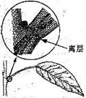 (1)根据以上描述,与叶片脱落这个生理过程有关的植物激素主要有生长素