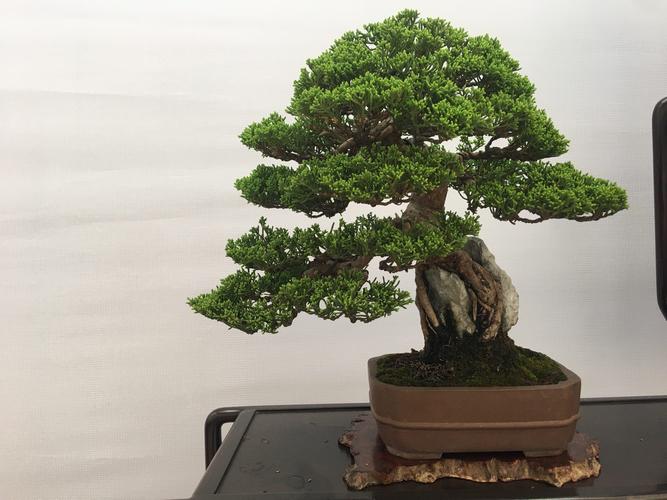 全国盆景展如皋2020盆景交易会-盆景作品展览