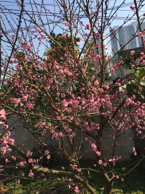 今天天气很好,院子里的梅花开了.