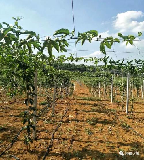百香果搭架方法之一,图文介绍,简单易懂!