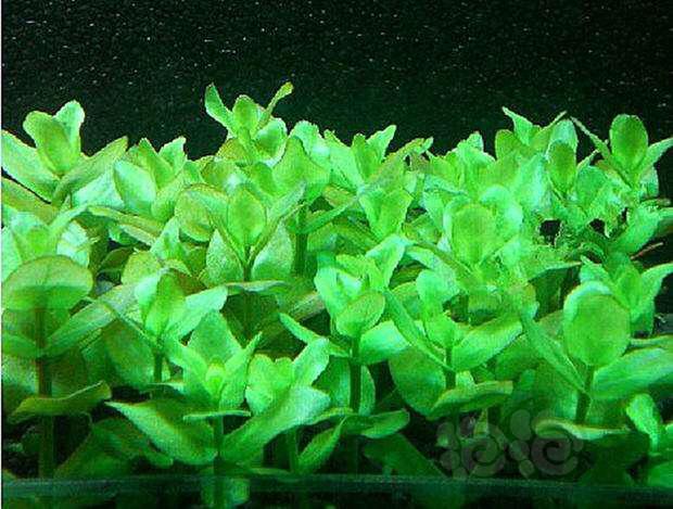 草缸适合新手的中后景水草