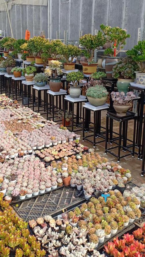 花棚里充满了春意