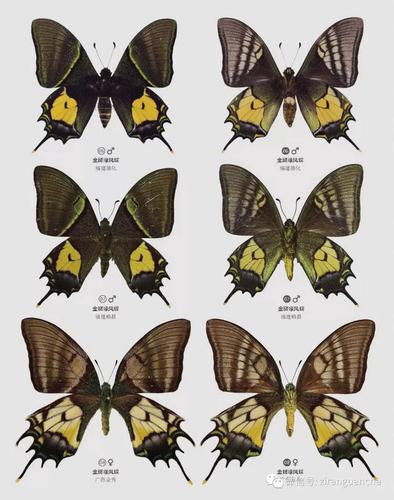 金斑喙凤蝶