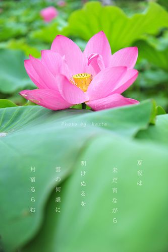 标题:小荷初夏
