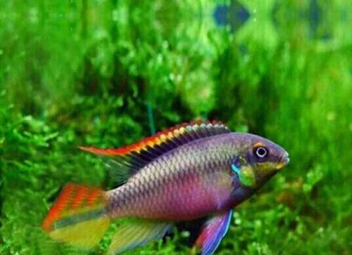 红肚凤凰种鱼 鱼苗