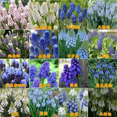 花香门第荷兰进口洋水仙种球多年生球根花卉3球装颜色对版