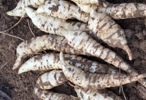 地参的功效与作用地参的食用功效