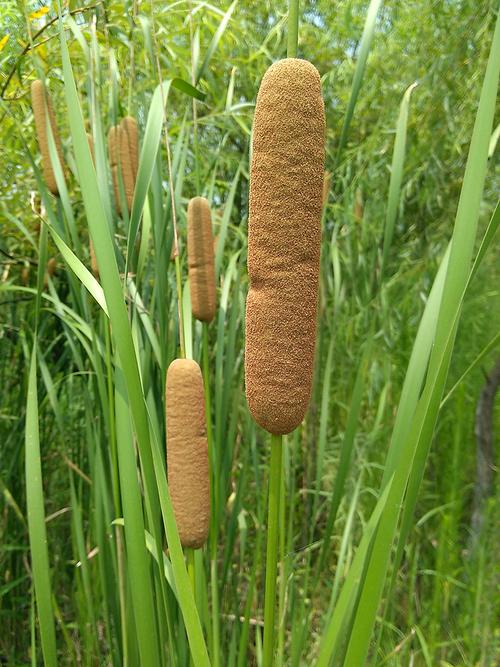 野生新鲜现采蒲棒药材蒲包草鬼蜡烛蒲棰蒲厘蒲槌毛水蜡烛实棒槌草
