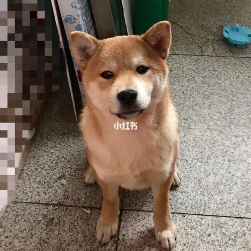 柴犬-吃老鼠后续_柴犬_宠物_狗