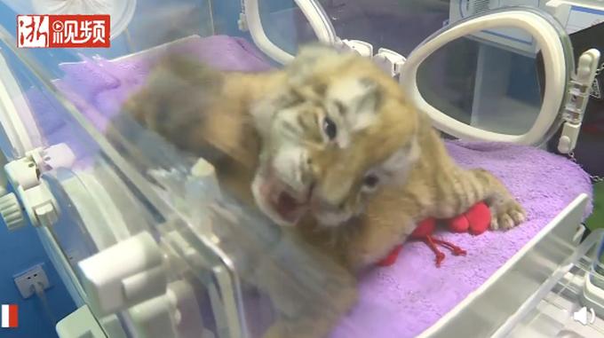 浙江湖州诞生4只小金虎,数量比大熊猫还要稀少!网友:好想撸一下