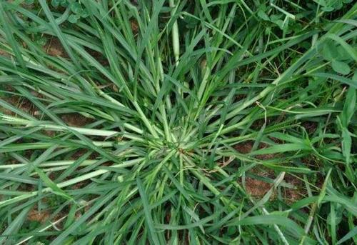 农村田地里常见的牛筋草,老人说用途很大,牛筋草有啥用呢