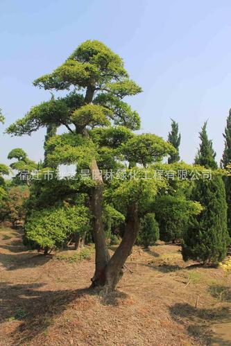 供应大型榔榆 小叶榆树 庭院绿化造型树 规格齐全 榆树古桩盆景