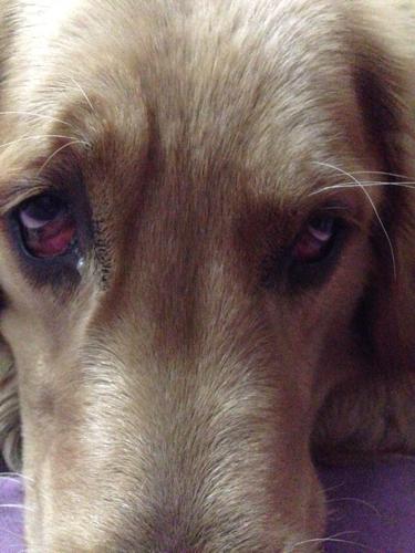 导致狗狗眼睛发红的原因有哪些