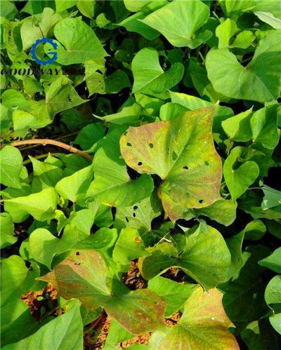 小心这些!2018年红薯病毒病