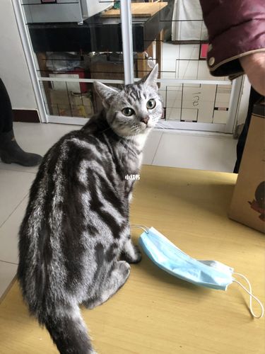 蓝猫和虎斑的仔仔～_蓝猫_猫咪_猫咪日常_宠物_猫