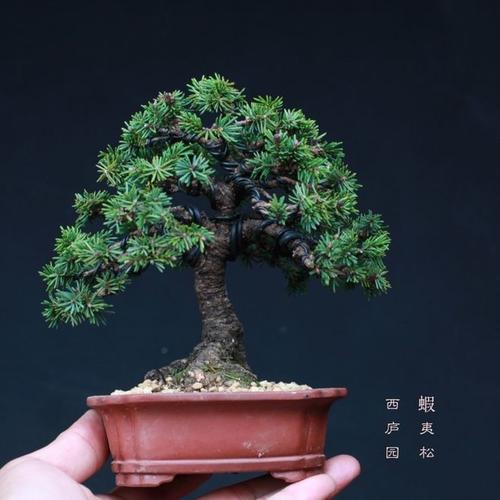 虾夷松素材 小品盆景 微型盆景 西庐园盆景 高档盆景