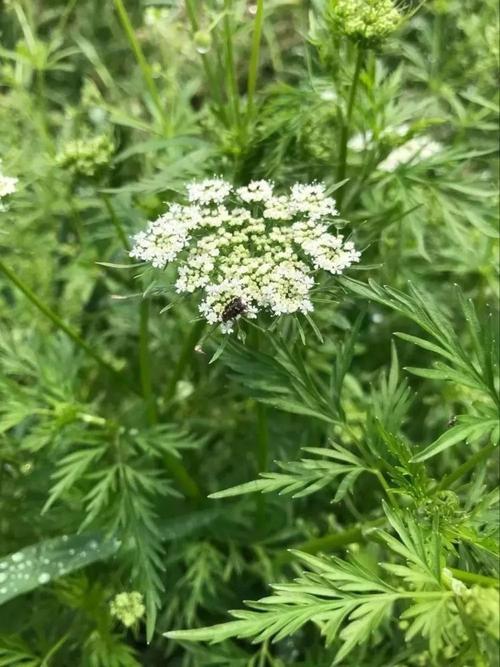 正名为寸金草,结的籽为有名的中药,蛇床子.