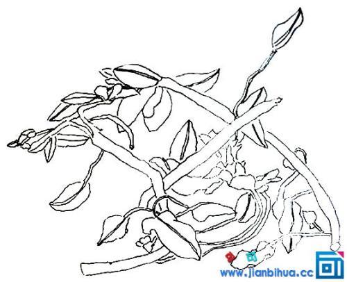 空心菜简笔画简笔画